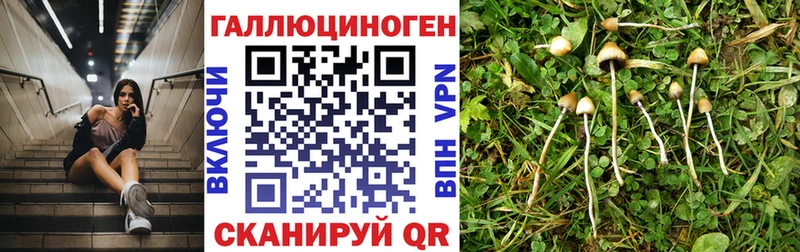 гидра зеркало Дегтярск Галлюциногенные грибы Psilocybe